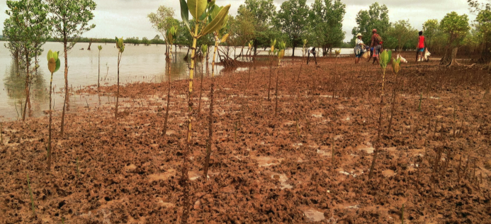 Ecologi Mangrove planting in Madagascar