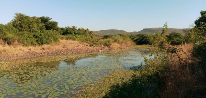 Reforesting in Changalane, Mozambique